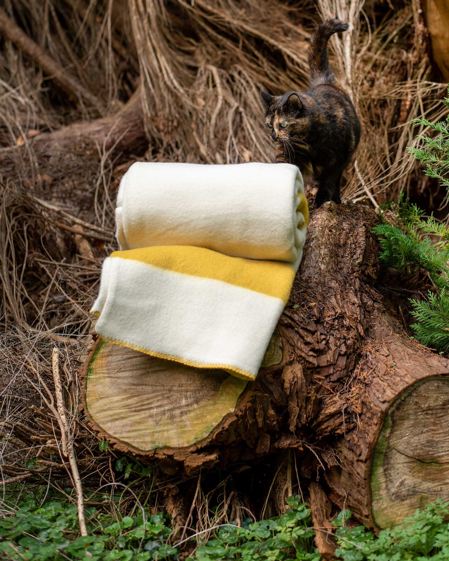 Pure New Wool Heavyweight Blanket - Natural White/Mustard